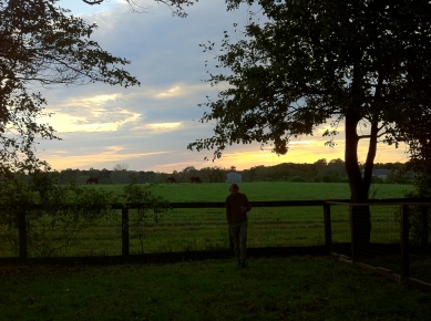 DP Matt, horses and sunset